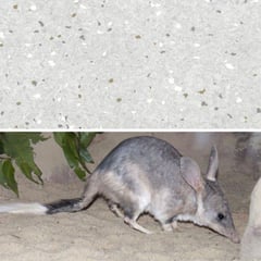 Natralis_Bilby.jpg Image of Vinyl FloorSheet ArmstrongFlooring Natralis Bilby 5R502211