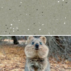 Natralis_Quokka.jpg Image of Vinyl FloorSheet ArmstrongFlooring Natralis Quokka 5R502191