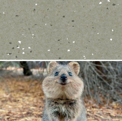 Natralis_Quokka.jpg Image of Vinyl FloorSheet ArmstrongFlooring Natralis Quokka 5R502191