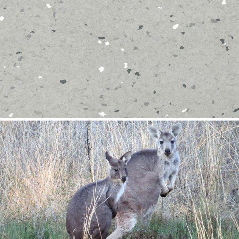 Natralis_Wallaroo.jpg Image of Vinyl FloorSheet ArmstrongFlooring Natralis Wallaroo 5R502121