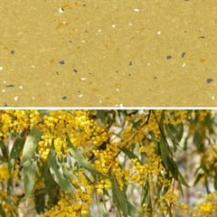 Natralis_Wattle.jpg Image of Vinyl FloorSheet ArmstrongFlooring Natralis Wattle 5R502281